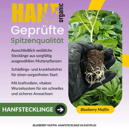 Blueberry Muffin Hanfstecklinge
