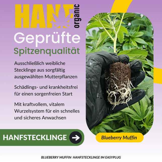 Blueberry Muffin Hanfstecklinge