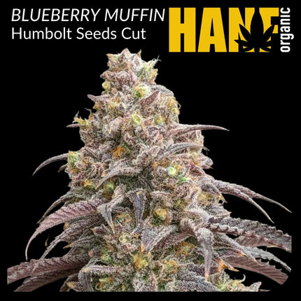 Blueberry Muffin Hanfstecklinge