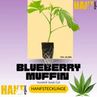 Blueberry Muffin Hanfstecklinge
