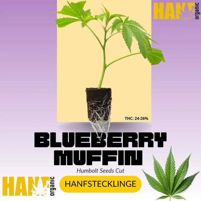 Blueberry Muffin Hanfstecklinge