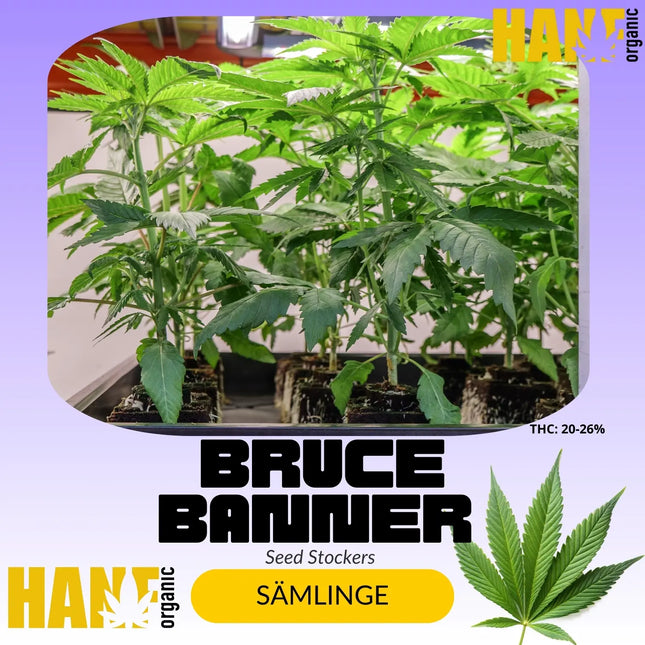 Bruce Banner – Sämlinge von Hanf Organic
