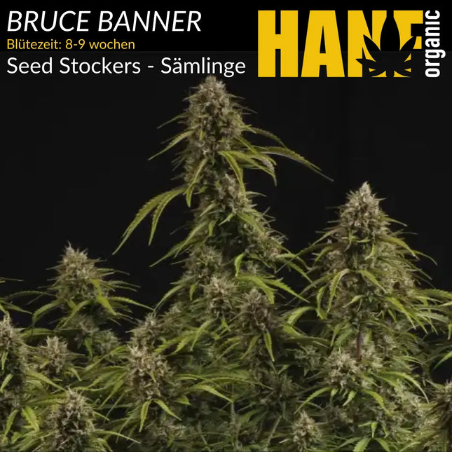 Bruce Banner – Sämlinge von Hanf Organic
