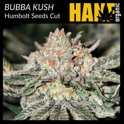 Bubba Kush Hanfstecklinge