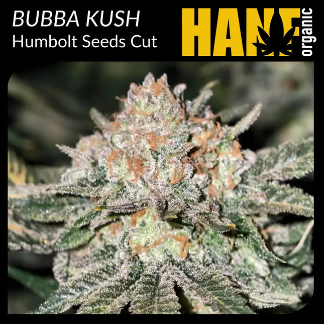 Bubba Kush Hanfstecklinge