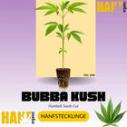 Bubba Kush Hanfstecklinge