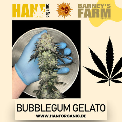 Barney's Farm – Bubblegum Gelato (feminisiert)
