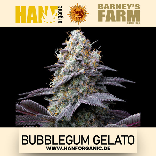 Barney's Farm – Bubblegum Gelato (feminisiert)