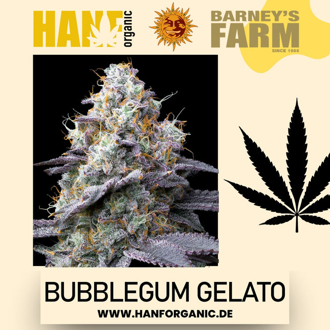 Barney's Farm – Bubblegum Gelato (feminisiert)