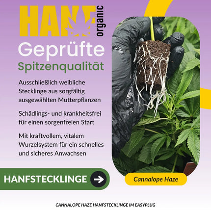 Cannalope Haze Hanfstecklinge