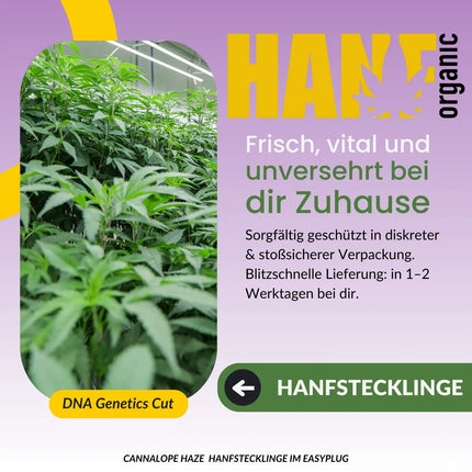 Cannalope Haze Hanfstecklinge