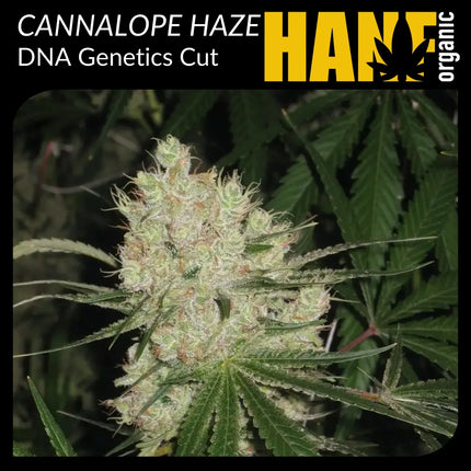 Cannalope Haze Hanfstecklinge