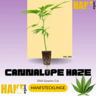 Cannalope Haze Hanfstecklinge