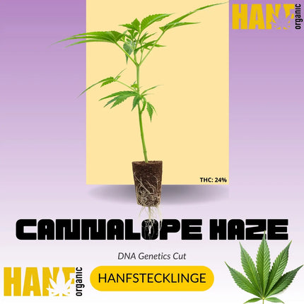 Cannalope Haze Hanfstecklinge