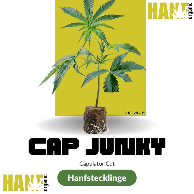 Cap Junky – Capulator’s Cut Hanfstecklinge im Steinwollwürfel – Hanf Organic