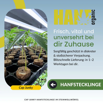 Cap Junky – Capulator’s Cut Hanfstecklinge im Steinwollwürfel – Hanf Organic