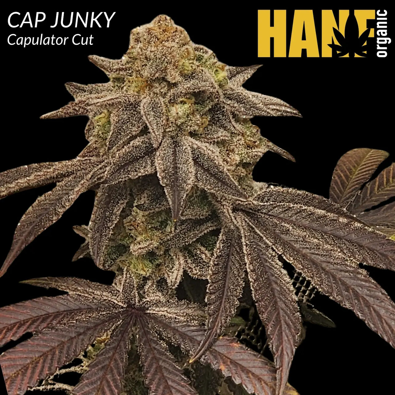 Cap Junky Hanfsteckling
