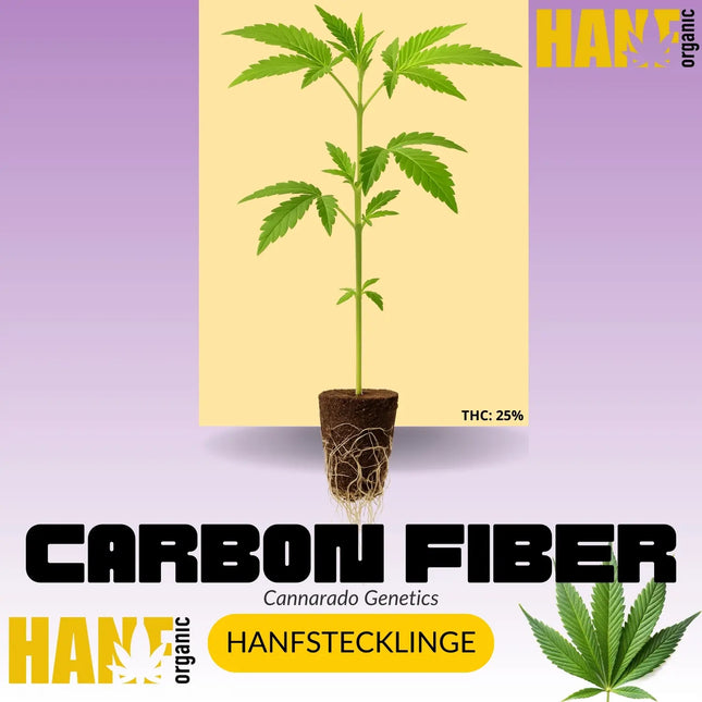 Carbon Fiber Hanfsteckling – Hanf Organic Auswahl