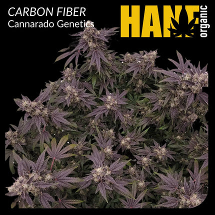 Carbon Fiber Hanfsteckling – Hanf Organic Auswahl