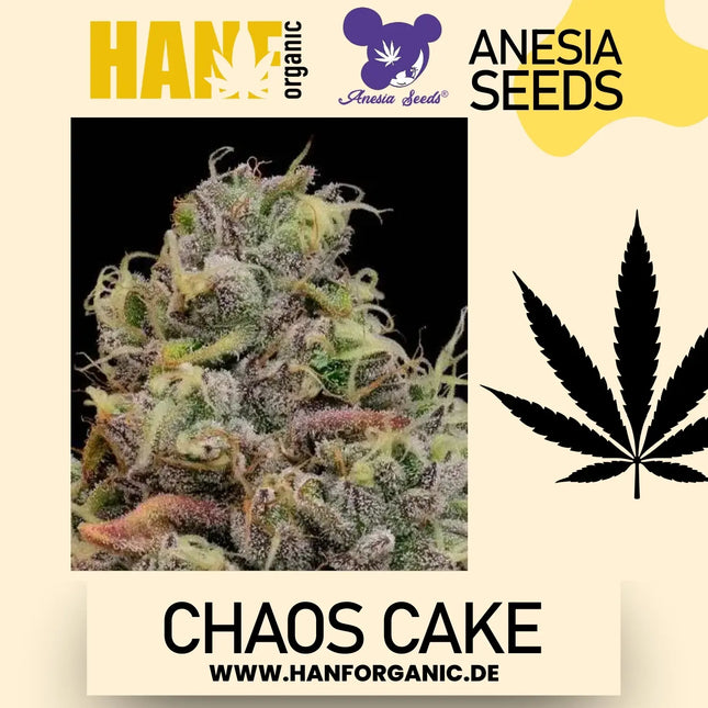 Chaos Cake - Anesia Seeds Fem