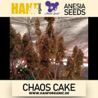 Chaos Cake - Anesia Seeds Fem