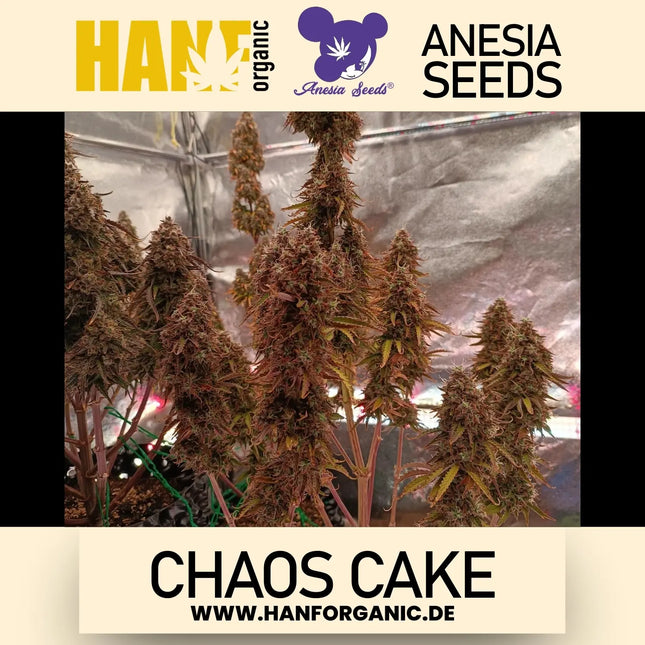 Chaos Cake - Anesia Seeds Fem