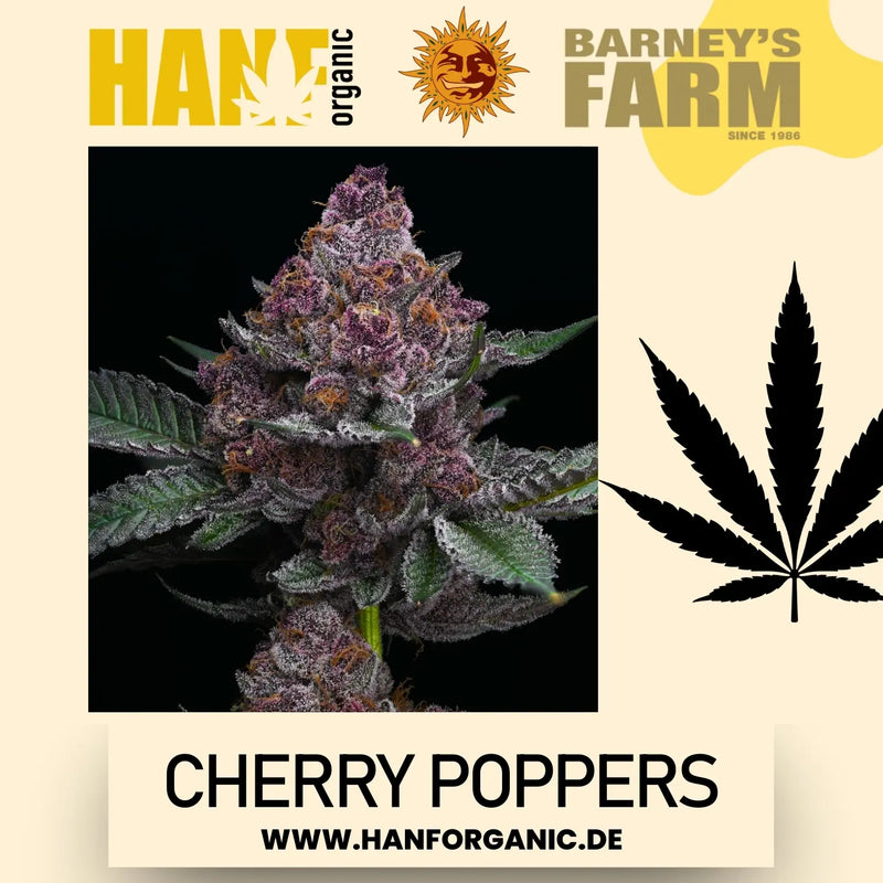 Barney's Farm - Cherry Poppers Fem