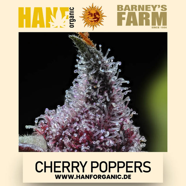 Barney's Farm - Cherry Poppers Fem
