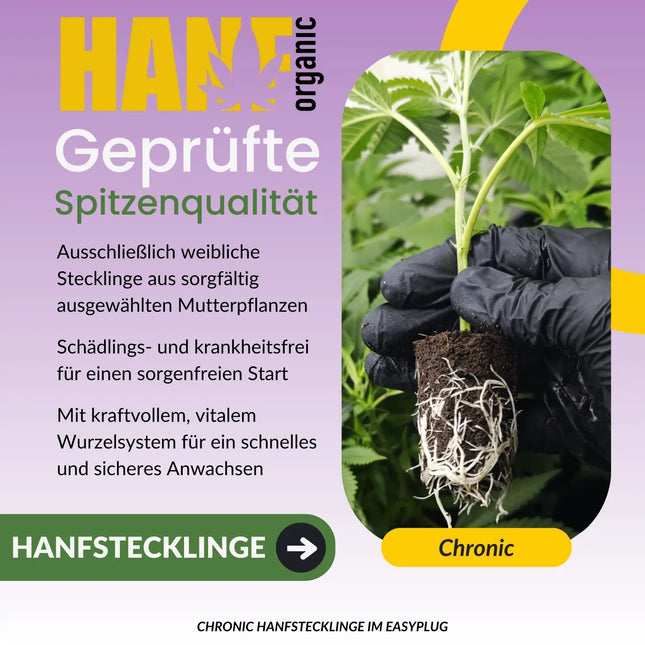 Chronic Hanfstecklinge