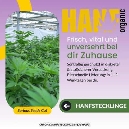 Chronic Hanfstecklinge