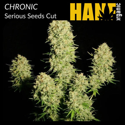 Chronic Hanfstecklinge