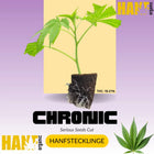 Chronic Hanfstecklinge
