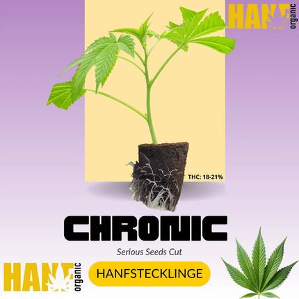 Chronic Hanfstecklinge