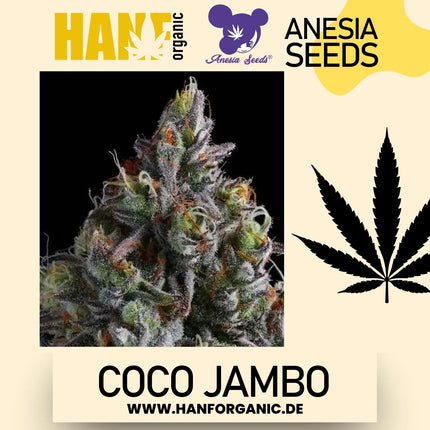 Coco Jambo - Anesia Seeds Fem