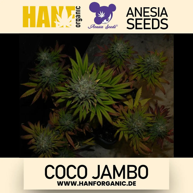 Coco Jambo - Anesia Seeds Fem