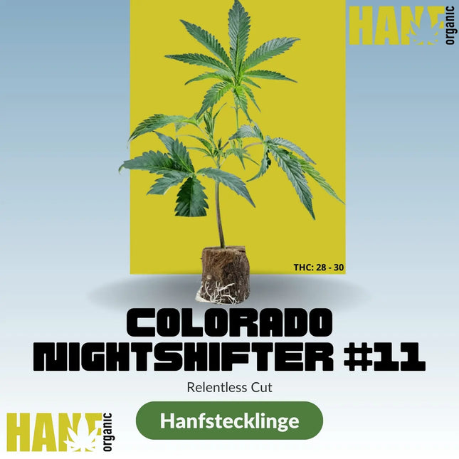 Colorado Nightshifter – Relentless Cut Hanfstecklinge im Steinwollwürfel – Hanf Organic