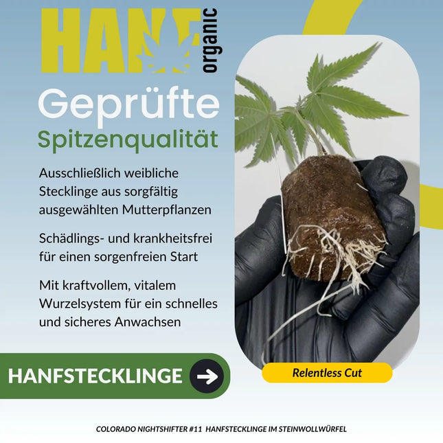 Colorado Nightshifter – Relentless Cut Hanfstecklinge im Steinwollwürfel – Hanf Organic