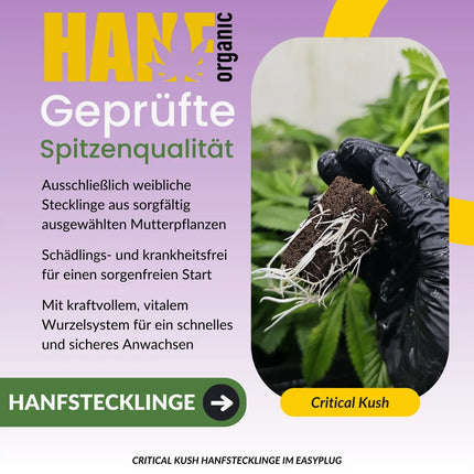 Critical Kush Hanfstecklinge
