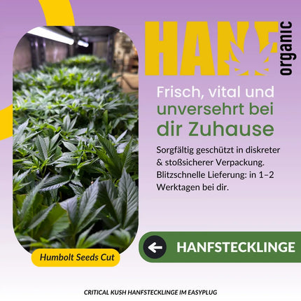 Critical Kush Hanfstecklinge