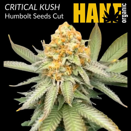 Critical Kush Hanfstecklinge
