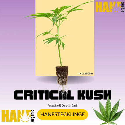 Critical Kush Hanfstecklinge