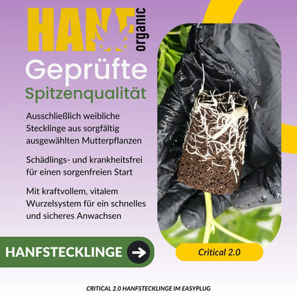 Critical Plus 2.0 Hanfstecklinge