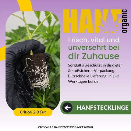 Critical Plus 2.0 Hanfstecklinge