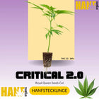 Critical Plus 2.0 Hanfstecklinge
