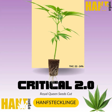 Critical Plus 2.0 Hanfstecklinge