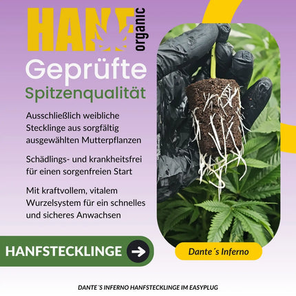 Dante’s Inferno Hanfstecklinge