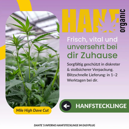 Dante’s Inferno Hanfstecklinge