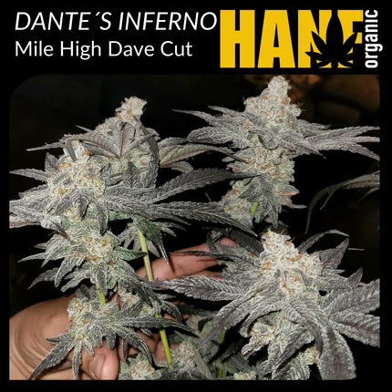 Dante’s Inferno Hanfstecklinge