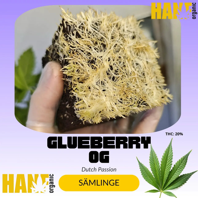 Glueberry OG - Sämlinge