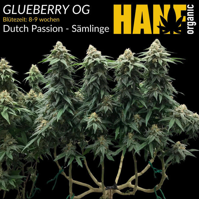 Glueberry OG - Sämlinge